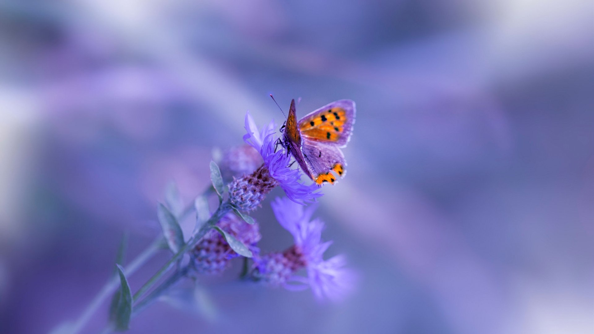 _老鹰队快节奏战术，场面精彩纷呈_，老鹰队teague