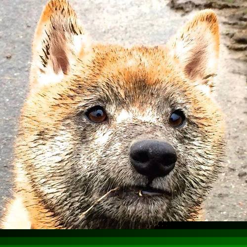 NBA球员罚球心理干扰因素分析与训练方法，nba罚球干扰搞笑视频