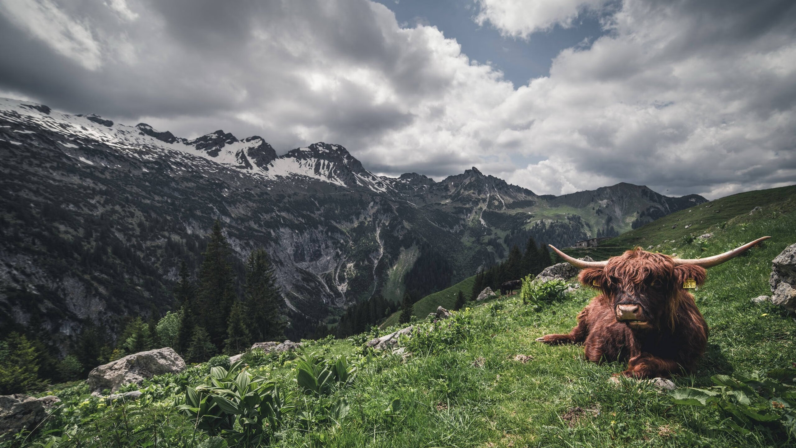 NBA球员罚球心理干扰因素分析与训练方法，nba罚球干扰搞笑视频