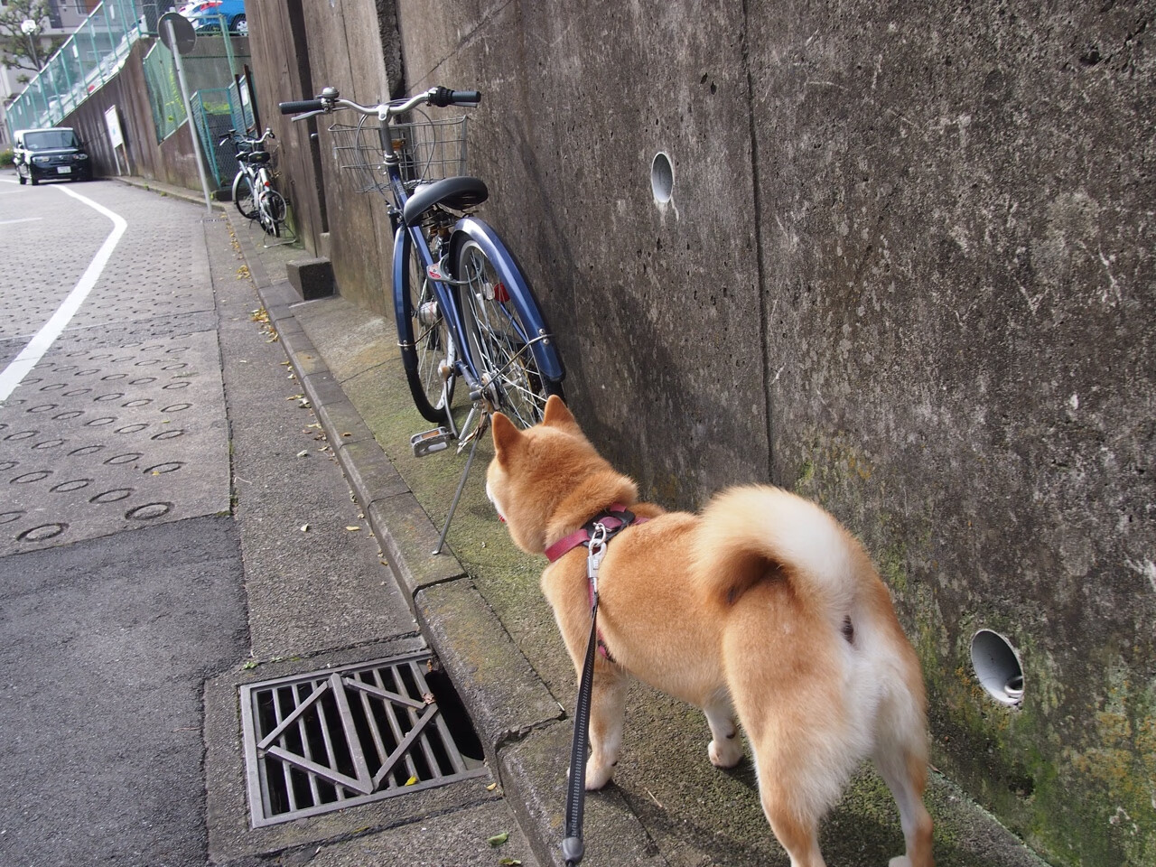 冬奥训练引进国外康复理念助力恢复，冬奥会训练情况