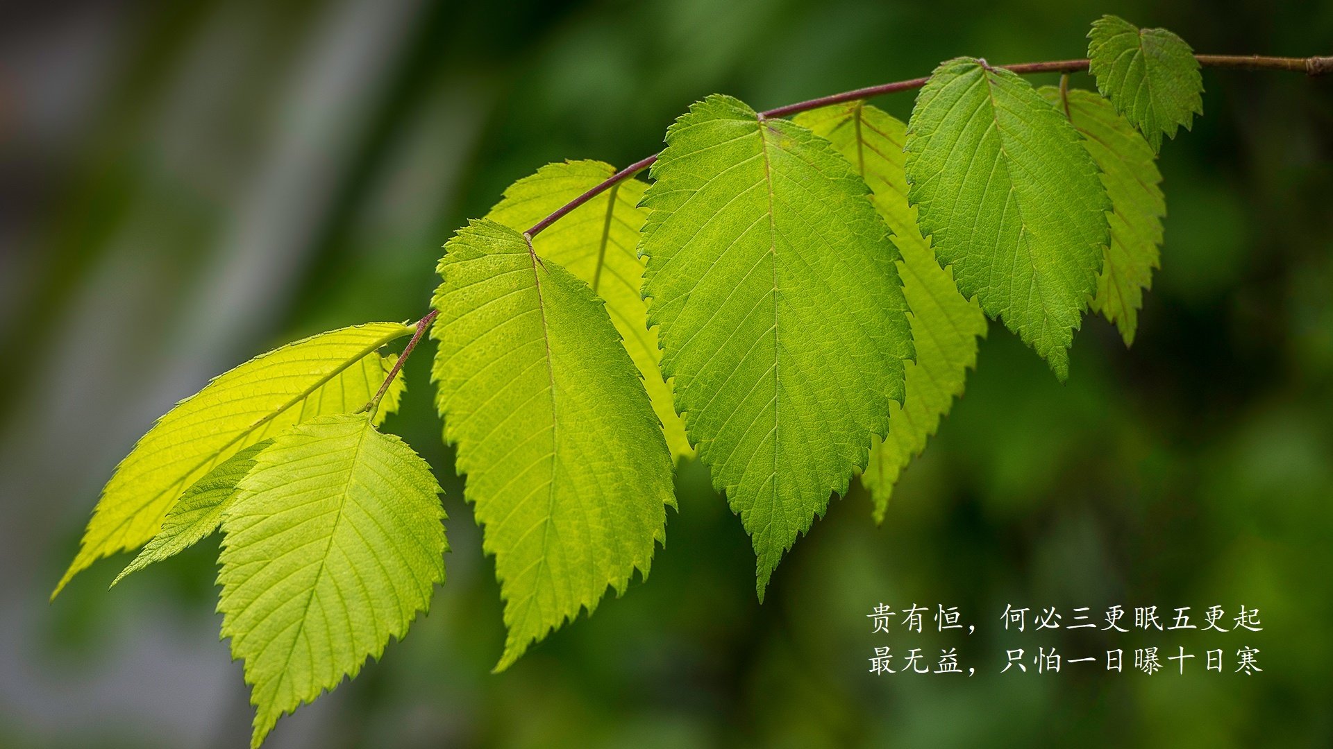萨默·麦金托什赛场风采尽显未来之星，麦金托什怎么读